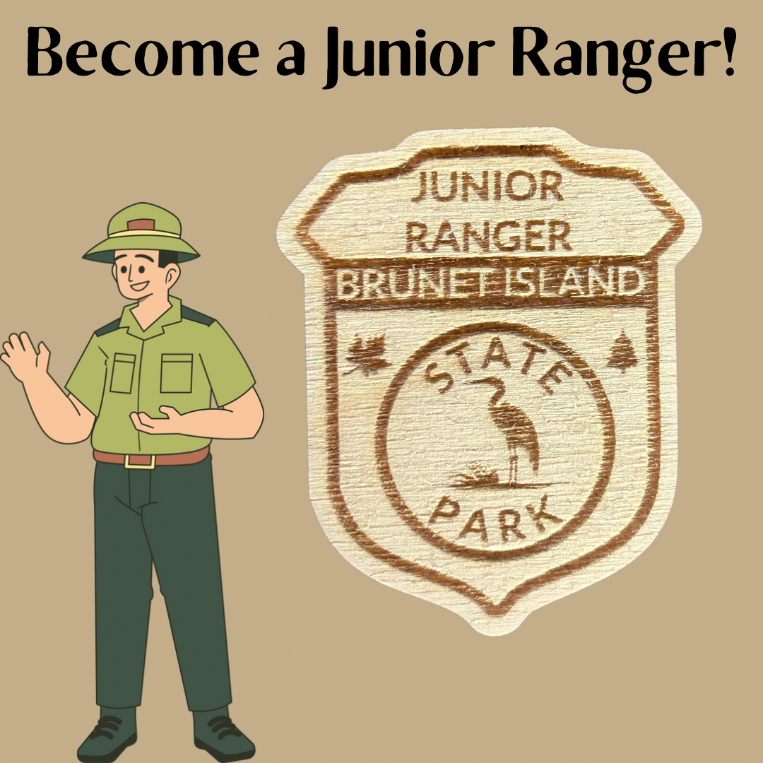 Wood Shaped badge with the text “Junior Ranger Brunet Island State Park” and Great Blue Heron symbol.