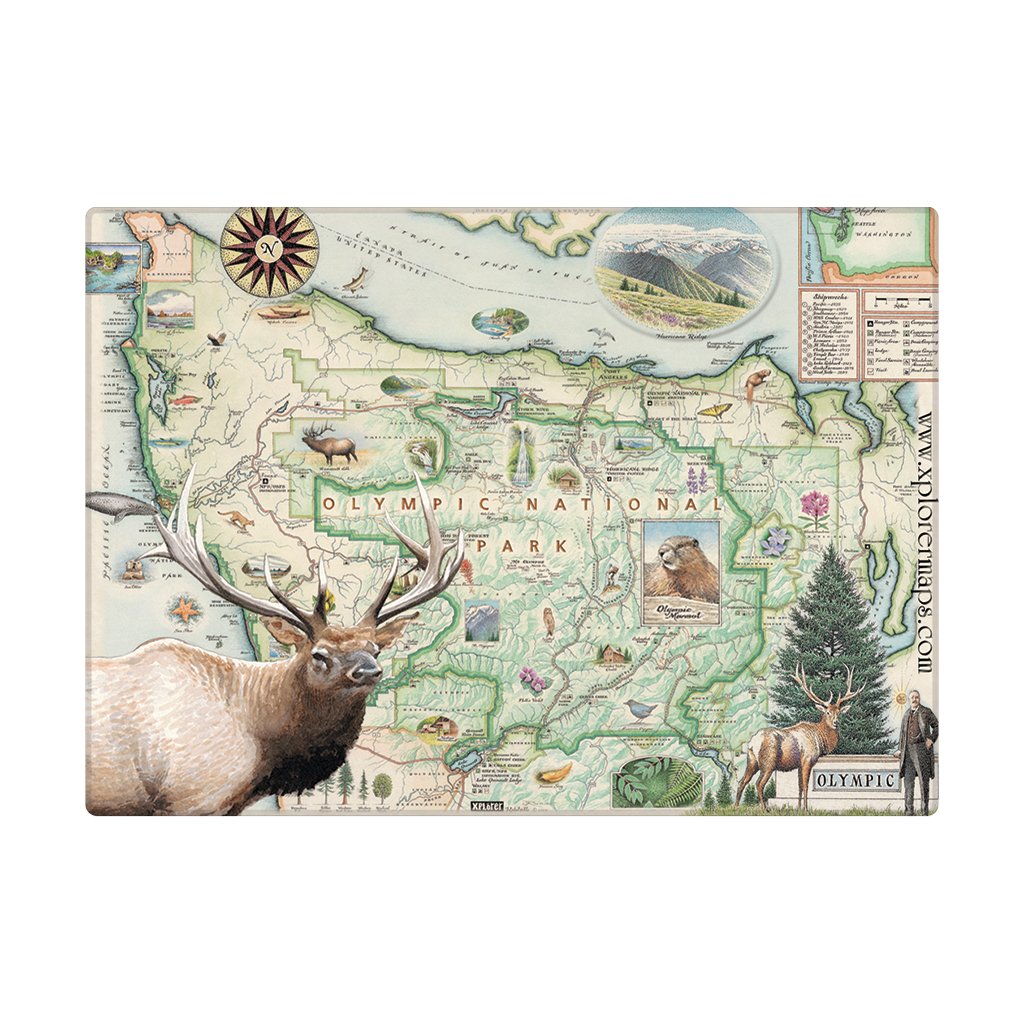 Magnet featuring a hand drawn map design of Olympic national Park and elk against a white background