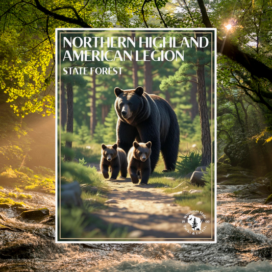 Poster of a Black bear and two cubs walking through a pine forest and the text: Northern Highland American Legion State Forest.  Photo Background: sun shining through a tree canopy onto fast flowing stream.