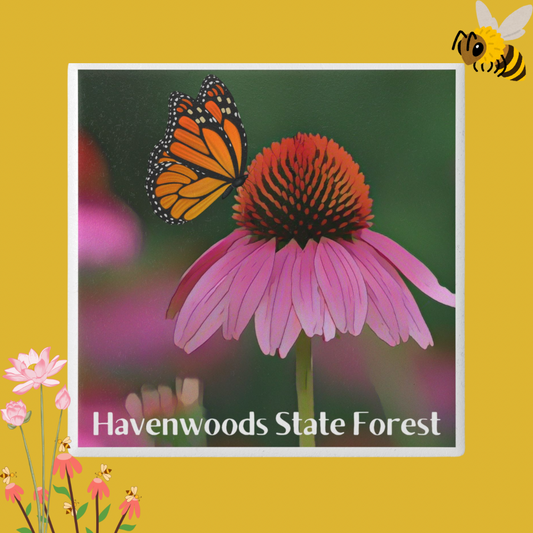 Ceramic coaster featuring a vibrant coneflower and monarch butterfly and the text Havenwoods State Forest.  Photo background: bees and flowers.