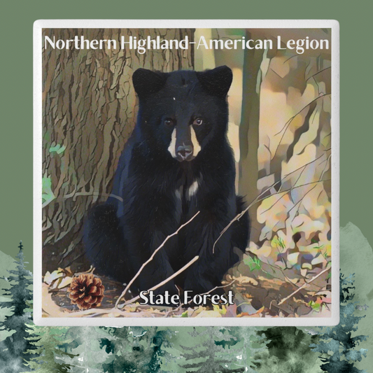 Ceramic coaster featuring a bear cub sitting against a tree in the woods and the text “Northern Highland American Legion State Forest”.