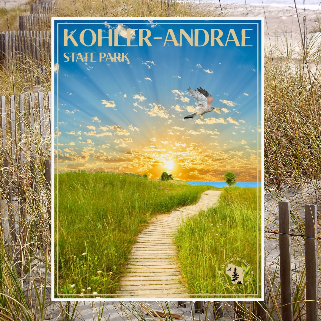 Poster featuring a vibrant sunrise over Lake Michigan and the Sand dunes of Kohler-Andrae State Park, with a Kestrel flying above.  Photo background:  grasses in the sand dunes.