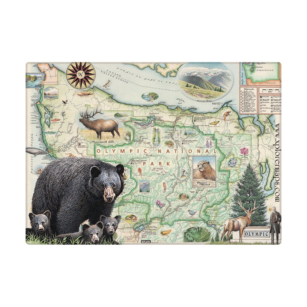 Magnet design featuring a hand drawn map of Olympic national Park with bears, said against a white background