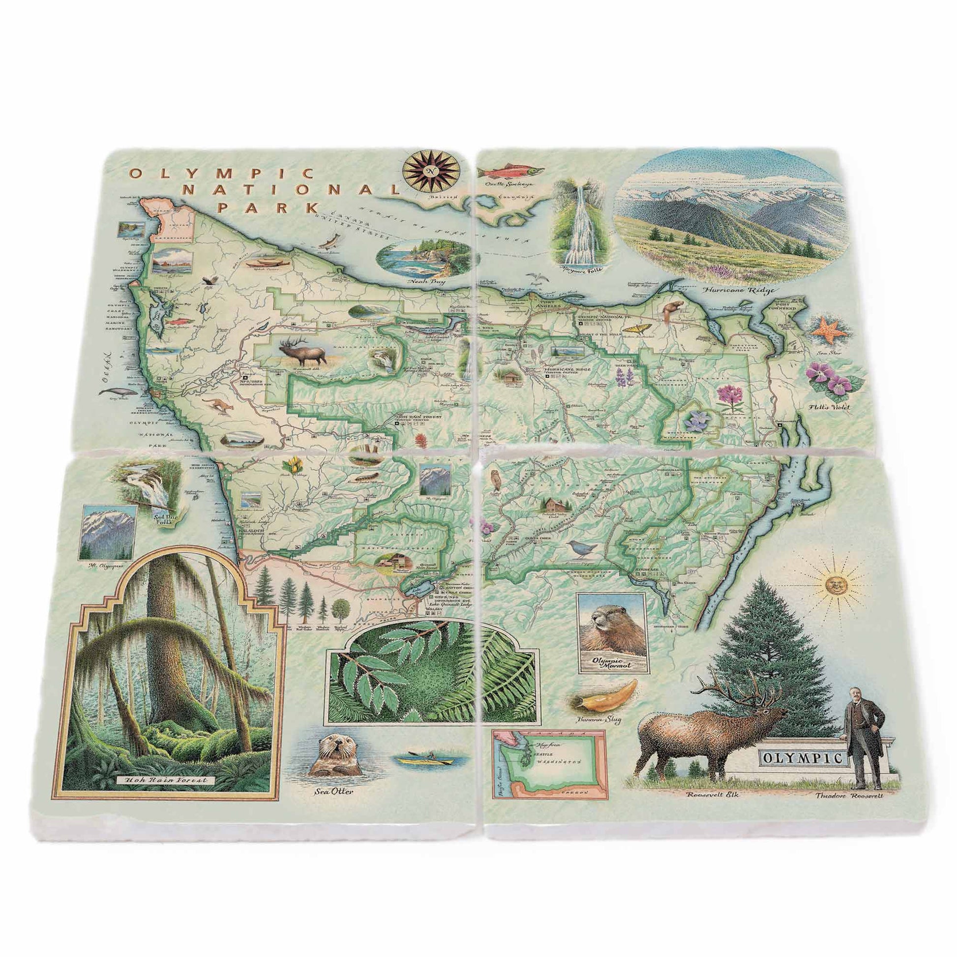 A set of four square ceramic coasters arranged in a 2-by-2 grid, featuring a vintage-style illustrated map of Olympic National Park with scenic details, wildlife, and landmarks.